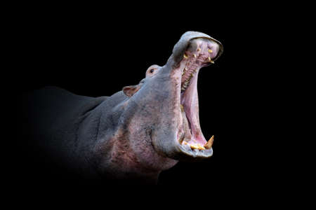 Close up view hippo. Wild animal isolated on a black backgroundの写真素材
