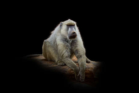 Close up view Monkey. Wild animal isolated on a black backgroundの写真素材
