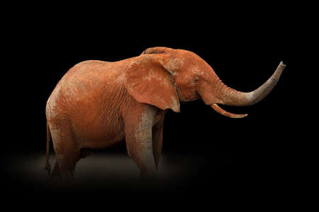 Close up view Elephant. Wild animal isolated on a black backgroundの写真素材