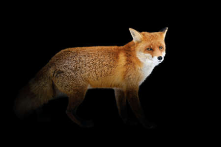 Close up view red fox. Wild animal isolated on a black background