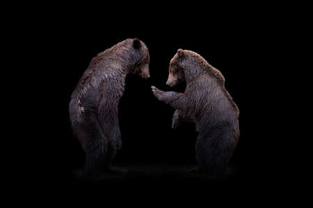 Close up view two bear. Wild animal isolated on a black backgroundの写真素材