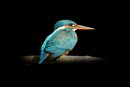 Close up view kingfisher. Wild animal isolated on a black backgroundの写真素材