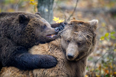 Two bears playing or fighting in the autumn forest. Danger animal in nature habitat. Big mammal. Wildlife sceneの写真素材