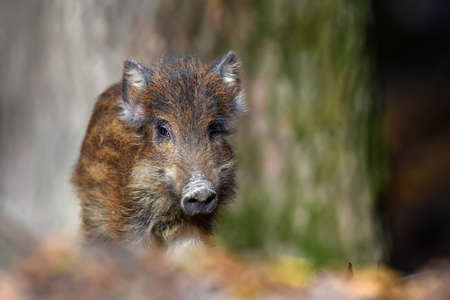 Baby wild boar, Sus scrofa, running red autumn forest in background. Animal in the nature habitatの写真素材