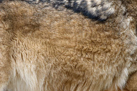 Close up real wolf skin texture. Closeup animal fur background