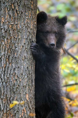 Close Bear cub clings to the side of the tree