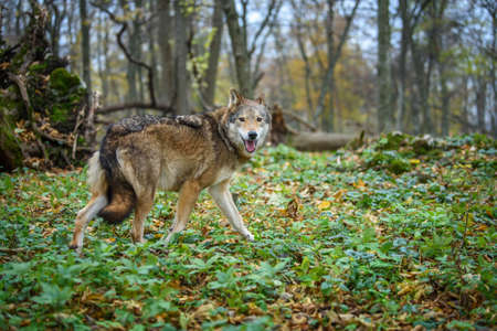 Close up wolf in autumn forest background. Animal in the nature habitat