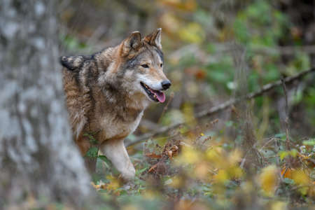 Close up wolf in autumn forest background. Animal in the nature habitat