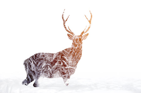 Double exposure of deer in winter forest. Beautiful nature landscapeの写真素材
