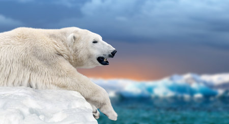 Close Polar bear on a melting ice floe in the arctic seaの写真素材