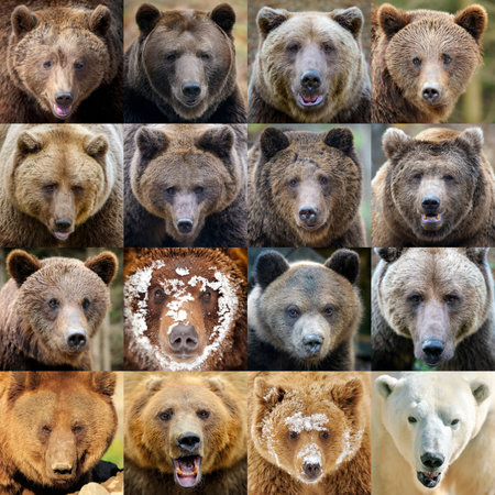 Close up collage of sixteen photos a Bear portraitの写真素材
