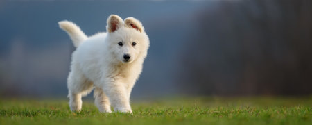 Puppy funny cute White Swiss Shepherd dog portrait on meadowの写真素材