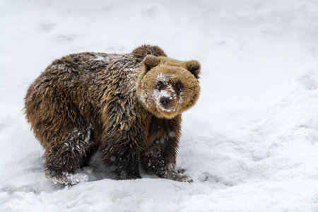 Close-up brown bear in winter forest. Danger animal in nature habitat. Big mammal. Wildlife sceneの写真素材