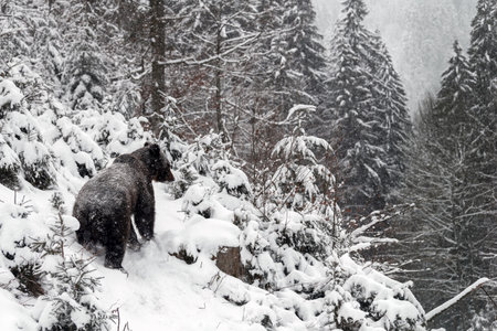 Close-up brown bear in winter forest. Danger animal in nature habitat. Big mammal. Wildlife scene