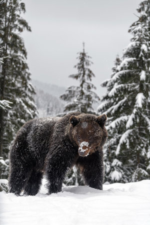 Close-up brown bear in winter forest. Danger animal in nature habitat. Big mammal. Wildlife sceneの写真素材