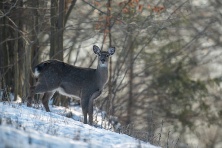 Close young majestic red deer in winter forest. Cute wild mammal in natural environment. Wildlife scene from natureの写真素材