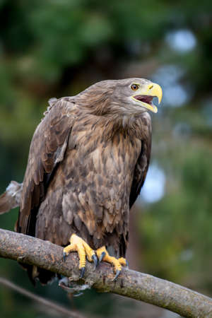 White-tailed eagle sitting on pine tree branch. Danger animal in nature habitat. Wildlife sceneの写真素材