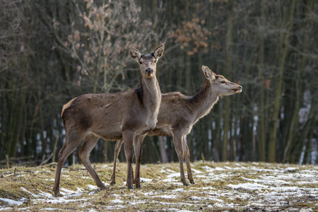 Majestic deer stag in forest. Animal in nature habitat. Big mammal. Wildlife sceneの写真素材