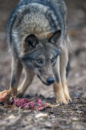 Close up wolf eat chicken in forest background. Animal in the nature habitat