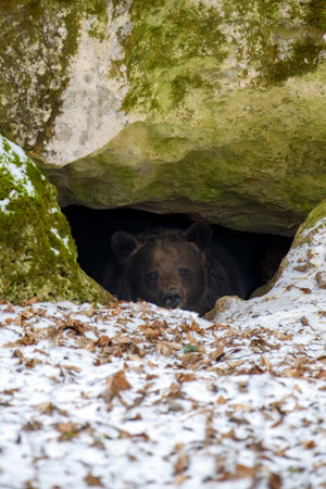 The brown bear (Ursus arctos) looks out of its den in the woods under a large rock in winterの写真素材