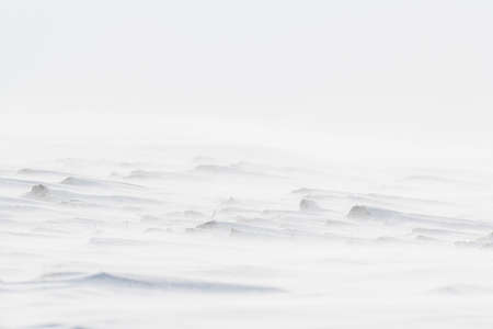 Beautiful winter background with snowy field. Natural winter texture. Wind on snowy surface