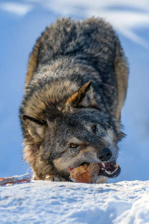 Gray wolf, Canis lupus, eat meat in the winter forest. Wolf in the nature habitatの写真素材
