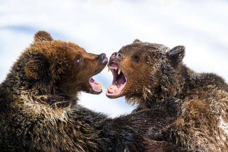 Wild two adult Brown Bear (Ursus Arctos) fight or play in the winter forest. Dangerous animal in...