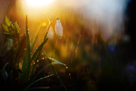 Close first spring snowdrops (Galanthus nivalis) with rain and light. White small flowers in forestの写真素材