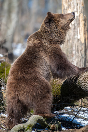 Brown bear in the forest up close. Wildlife scene from spring nature. Wild animal in the natural habitatの写真素材