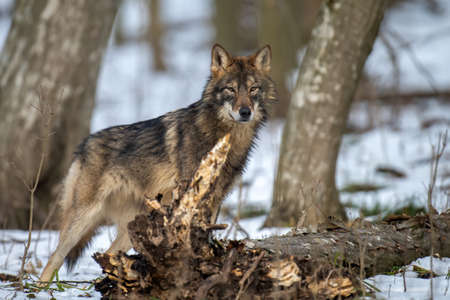 Wolf in the forest up close. Wildlife scene from winter nature. Wild animal in the natural habitat