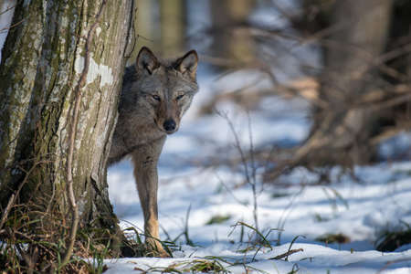 Wolf in the forest up close. Wildlife scene from winter nature. Wild animal in the natural habitat