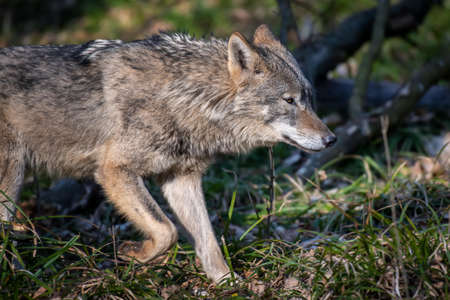 Wolf in the forest up close. Wildlife scene from winter nature. Wild animal in the natural habitat
