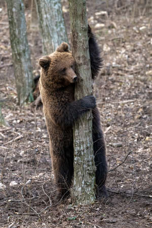 Brown bear in the forest up close. Wildlife scene from spring nature. Wild animal in the natural habitatの写真素材