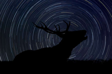 Silhouette of old deer with big horn at night with startrail in the backgroundの写真素材