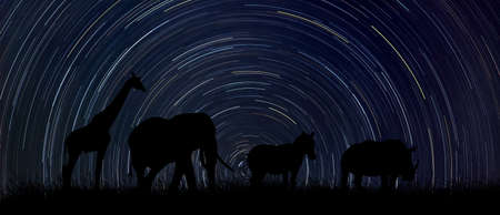 Silhouette of african animals at night with startrail in the backgroundの写真素材