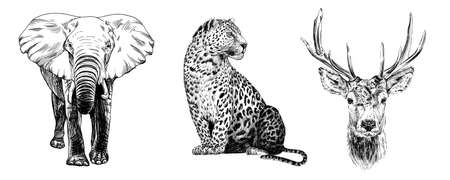 Hand drawn elephant, leopard and deer, sketch graphics monochrome illustration on white backgroundの写真素材