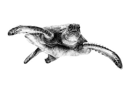 Hand drawn turtle, sketch graphics monochrome illustration on white background (originals, no tracing)の写真素材