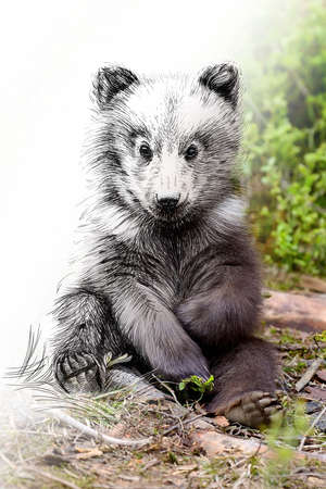 Sketch graphics monochrome illustration and photo bear cub combination. Hand drawn animal mixed with...