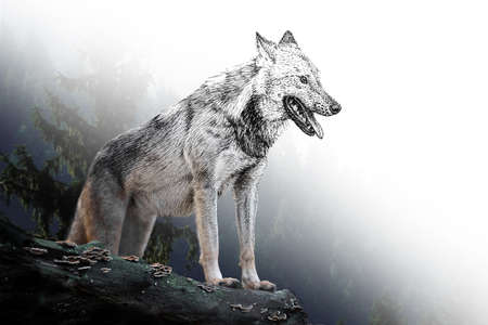 Sketch graphics monochrome illustration and photo wolf combination. Hand drawn animal mixed with photo (originals, no tracing)の写真素材