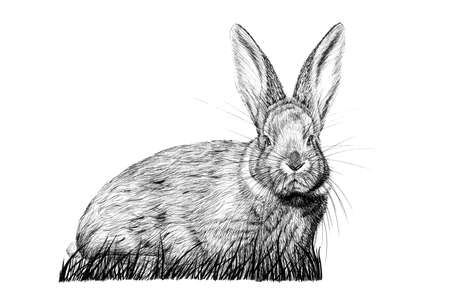 Hand drawn rabbit, sketch graphics monochrome illustration on white background (originals, no tracing)の写真素材