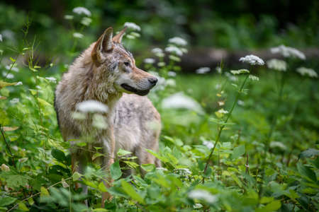 Close Wolf in summer forest. Wildlife scene from nature. Wild animal in the natural habitat