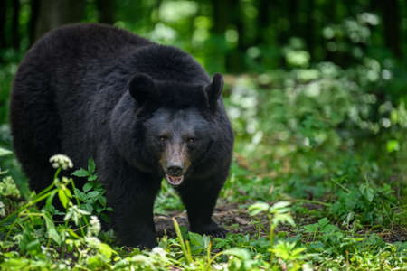 Close Asiatic black bear (Ursus thibetanus) in summer forest. Wildlife scene from natureの写真素材