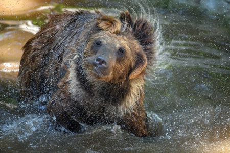 Wild Brown Bear (Ursus Arctos) on pond in the summer forest. Animal in natural habitat. Wildlife sceneの写真素材