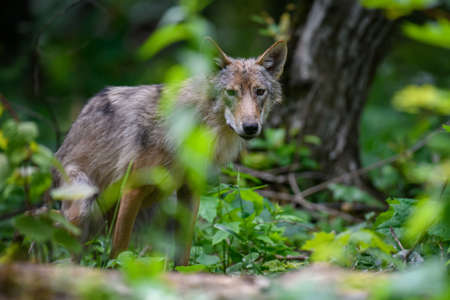 Close Wolf in summer forest. Wildlife scene from nature. Wild animal in the natural habitat