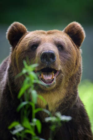 Portrait wild Brown Bear (Ursus Arctos) in the summer forest. Animal in natural habitat. Wildlife sceneの写真素材