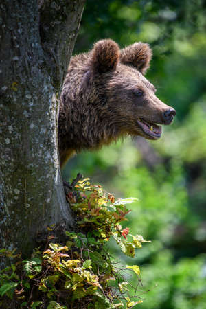 Wild Brown Bear (Ursus Arctos) on tree in the summer forest. Animal in natural habitat. Wildlife sceneの写真素材