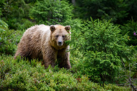 Wild Brown Bear (Ursus Arctos) in the summer forest. Animal in natural habitat. Wildlife sceneの写真素材