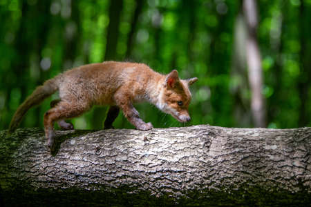 Red fox, vulpes vulpes, small young cub in forest. Cute little wild predators in natural...