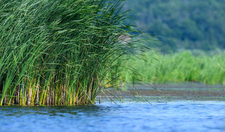 Wild reed grass reflected on blue lake water in summer time
