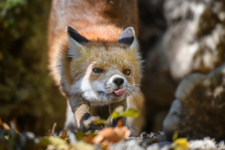 Red fox, vulpes vulpes in forest. Close little wild predators in natural environment. Wildlife scene from natureの写真素材